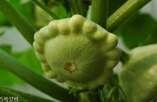 飛碟瓜蓮花果的功效作用 飛碟瓜怎么吃？