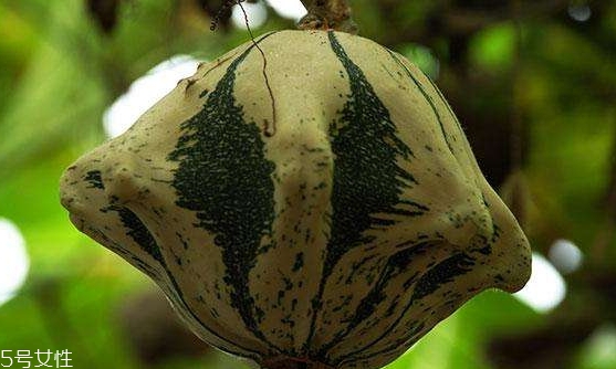 飛碟瓜蓮花果的功效作用 飛碟瓜怎么吃？