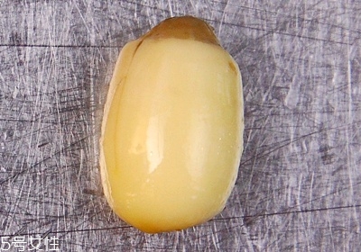 干蓮子怎么去心和挑選 干蓮子怎么去心和挑選