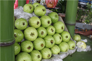 番石榴怎么挑選與保存 番石榴怎么挑選與保存