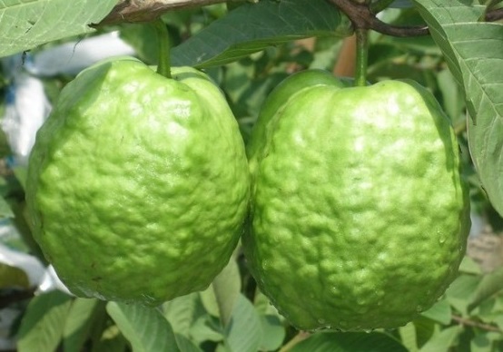 番石榴怎么挑選與保存 番石榴怎么挑選與保存