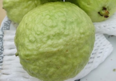 番石榴怎么挑選與保存 番石榴怎么挑選與保存