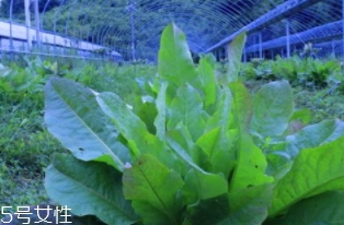 君達(dá)菜的營養(yǎng)價值與功效作用