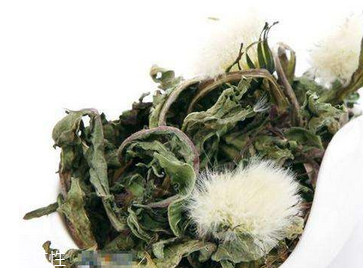 蒲公英茶怎么做？蒲公英茶做法超簡單