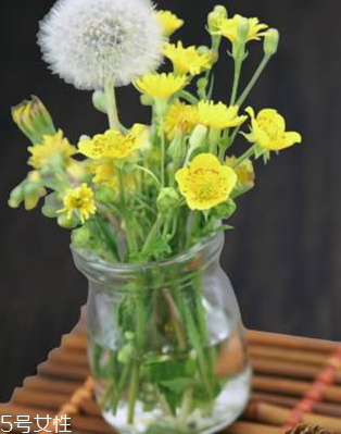 蒲公英茶怎么做？蒲公英茶做法超簡單