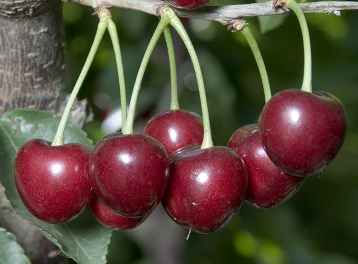 櫻桃怎么挑選 選擇結(jié)實的就對了 櫻桃怎么挑選 選擇結(jié)實的就對了