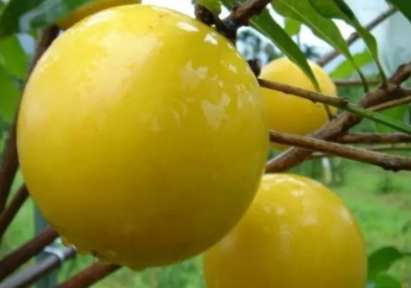 黃晶果的功效作用 黃晶果的功效作用