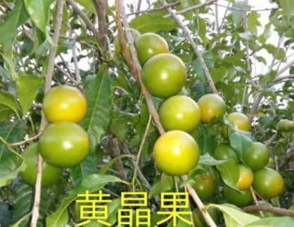 黃晶果的功效作用 黃晶果的功效作用