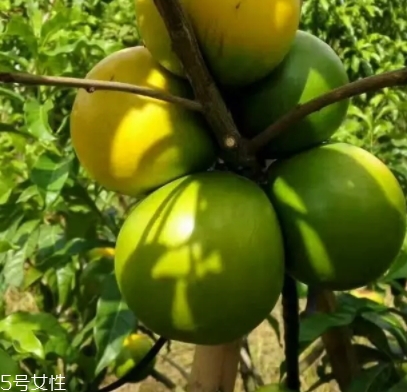 黃晶果多少錢一斤？黃晶果好吃嗎