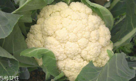 花椰菜吃的是什么部位？花苞部位最營養(yǎng)