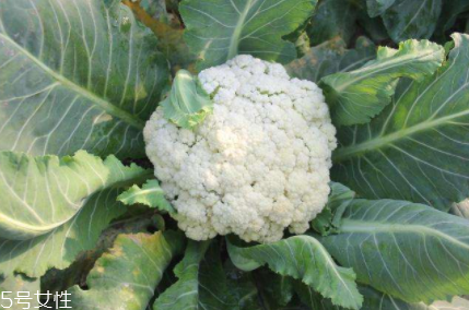 花椰菜吃的是什么部位？花苞部位最營養(yǎng)