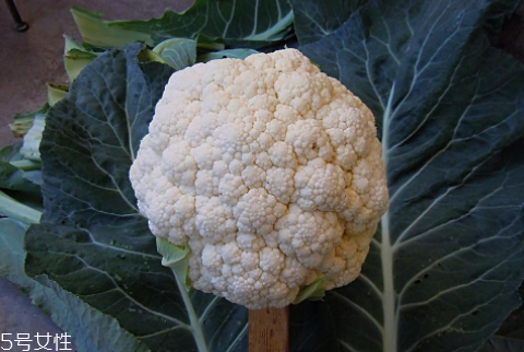 孕婦可以吃花椰菜嗎？促進孕婦免疫力