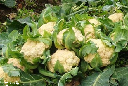 孕婦可以吃花椰菜嗎？促進孕婦免疫力