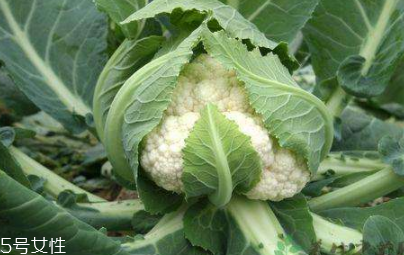 花菜怎么保存時(shí)間長？這么做可以保存一周