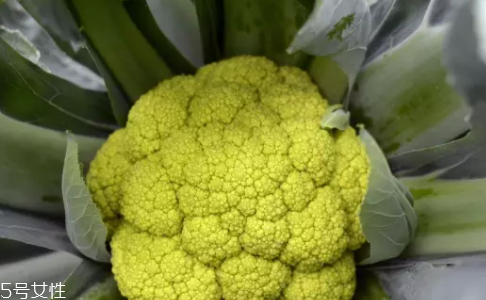 花菜在冰箱能放幾天？不要超過7天