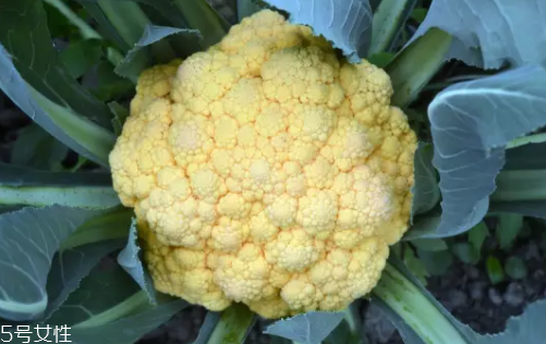 花菜在冰箱能放幾天？不要超過7天