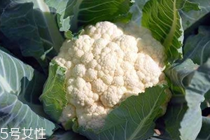 花菜怎么洗才干凈？一定要把蟲子洗掉