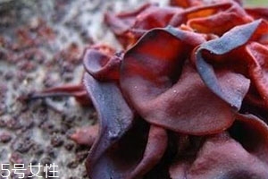 血耳多少錢一斤？來自大山的饋贈