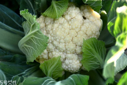 花菜怎么洗才干凈？一定要把蟲子洗掉