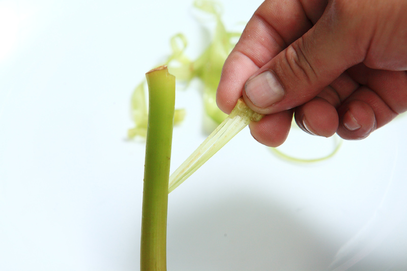 蓮花各部分的作用 全身都是寶 蓮花各部分的作用 全身都是寶