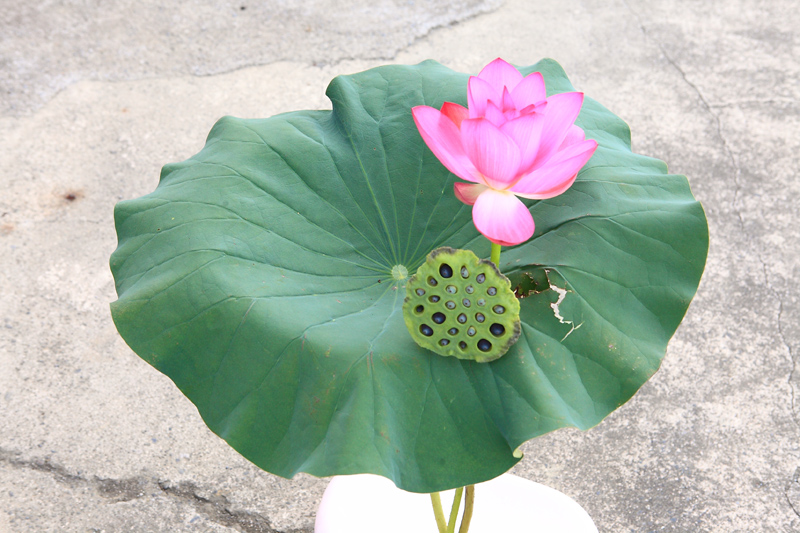 蓮花各部分的作用 全身都是寶 蓮花各部分的作用 全身都是寶