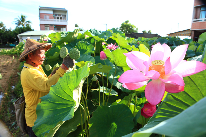 蓮花各部分的作用 全身都是寶 蓮花各部分的作用 全身都是寶