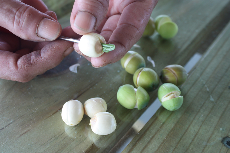 蓮花各部分的作用 全身都是寶 蓮花各部分的作用 全身都是寶