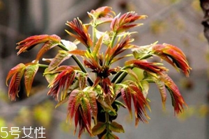 香椿怎樣長期保存？這樣做可儲存一年