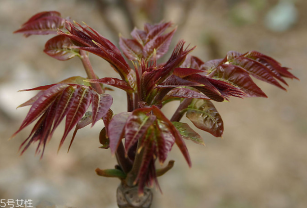 香椿怎樣長期保存？這樣做可儲存一年