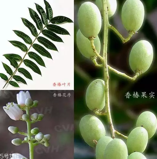 香椿和臭椿有什么區(qū)別？臭椿有毒不能吃