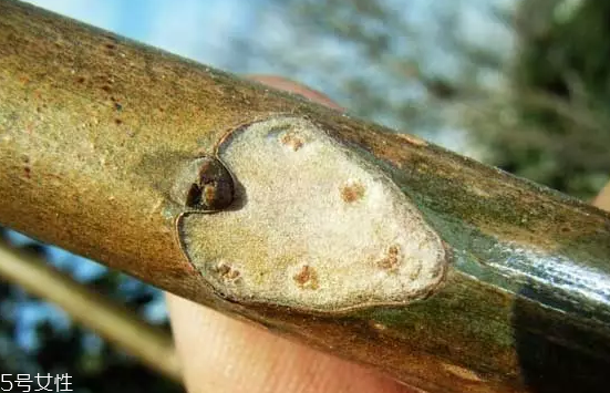 香椿和臭椿有什么區(qū)別？臭椿有毒不能吃