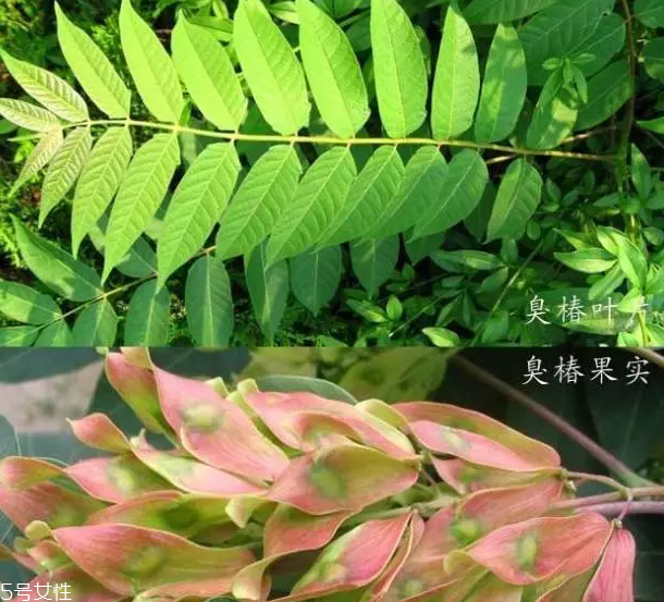香椿和臭椿有什么區(qū)別？臭椿有毒不能吃