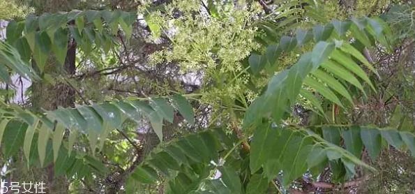 香椿和臭椿有什么區(qū)別？臭椿有毒不能吃