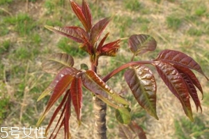 香椿和臭椿有什么區(qū)別？臭椿有毒不能吃
