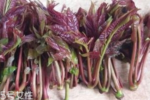 香椿種子多少錢一斤？30～40元左右