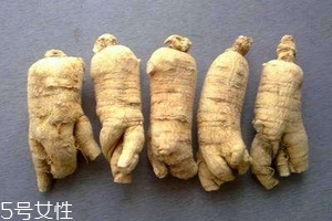 西洋參會回奶嗎？不用擔心這個問題