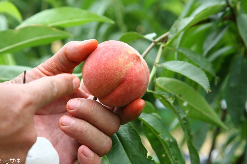 水蜜桃怎么保存時間長 水蜜桃的保存方法 水蜜桃怎么保存時間長 水蜜桃的保存方法