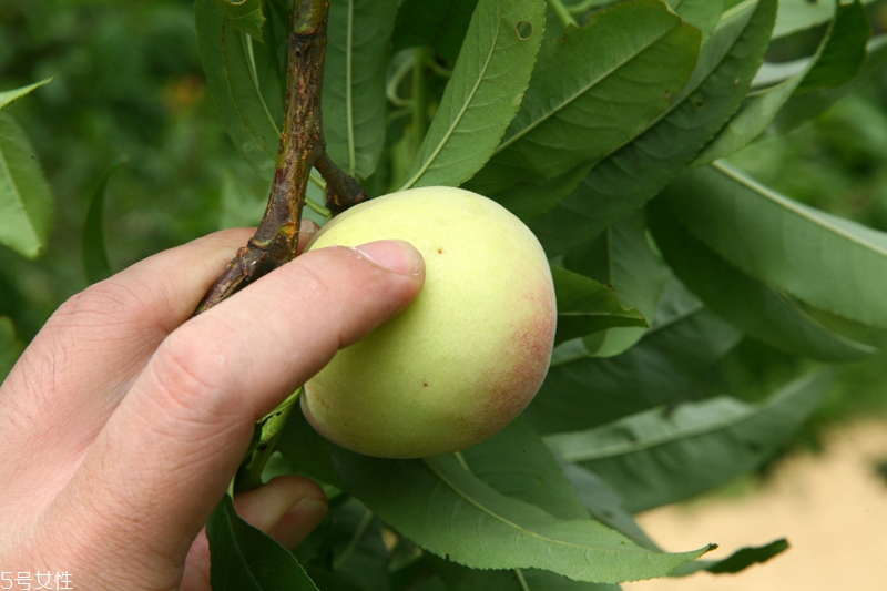 水蜜桃怎么保存時間長 水蜜桃的保存方法 水蜜桃怎么保存時間長 水蜜桃的保存方法
