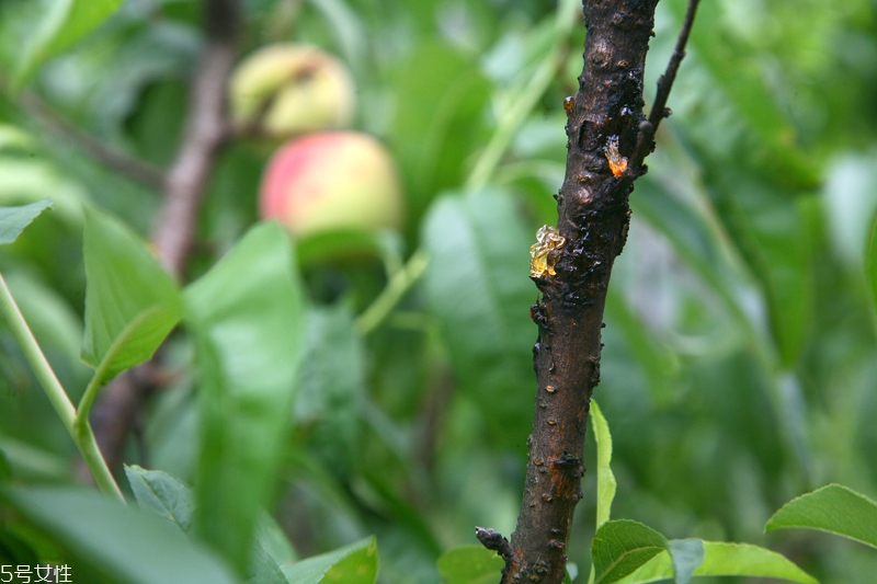 水蜜桃怎么保存時間長 水蜜桃的保存方法 水蜜桃怎么保存時間長 水蜜桃的保存方法