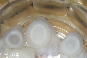 西洋參治什么??？西洋參功效強(qiáng)大