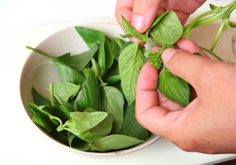 九層塔是什么菜 九層塔怎么保存 九層塔是什么菜 九層塔怎么保存