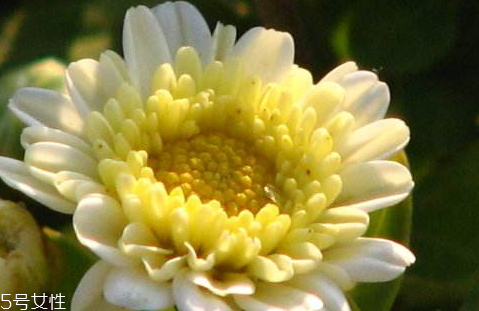 白菊泡水喝的功效 沖泡方法 白菊泡水喝的功效 沖泡方法