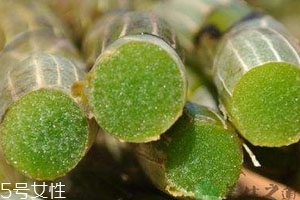 新鮮石斛怎么吃 三大吃法