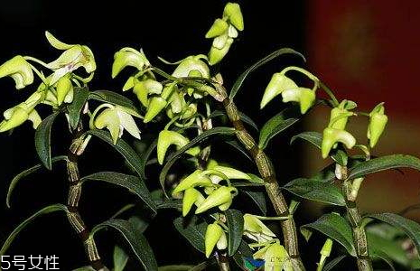 石斛是涼性還是熱性 體寒少吃 石斛是涼性還是熱性 體寒少吃