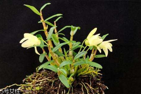 石斛是涼性還是熱性 體寒少吃 石斛是涼性還是熱性 體寒少吃