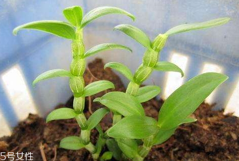 石斛一次用量多少 不可貪多冒進(jìn) 石斛一次用量多少 不可貪多冒進(jìn)