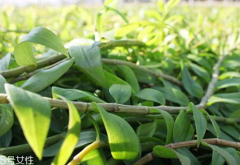 石斛一次用量多少 不可貪多冒進(jìn) 石斛一次用量多少 不可貪多冒進(jìn)