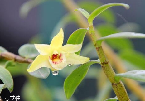 石斛為什么是苦的 原因解析 石斛為什么是苦的 原因解析