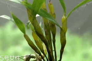 石斛不能和什么一起吃 相克食物 石斛不能和什么一起吃 相克食物