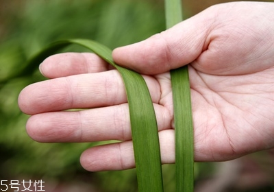 韭菜怎么保存與挑選 韭菜怎么保存與挑選